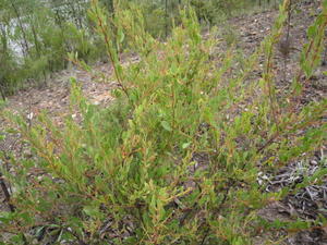 Acacia myrtifolia growth habit