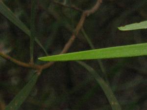 Acacia longissima phyllode