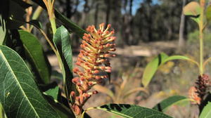 Xylomelum pyriforme rusty-felty flower