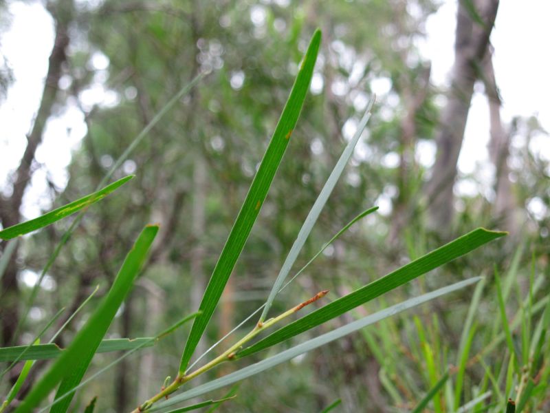 Acacia longissima phyllodes