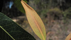 Xylomelum pyriforme rusty new growth