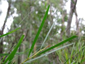 Acacia longissima phyllodes