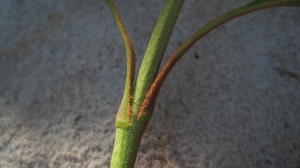 Xylomelum pyriforme rusty leaf stalk