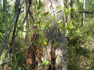 Eustrephus latifolius plant shape