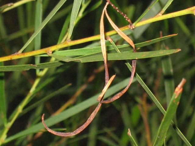 Acacia longissima seed pod