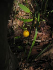 Eustrephus latifolius fruit