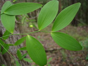 Eustrephus latifolia leaves