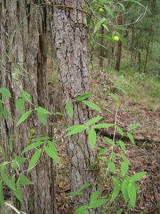 Eustrephus latifolia plant shape