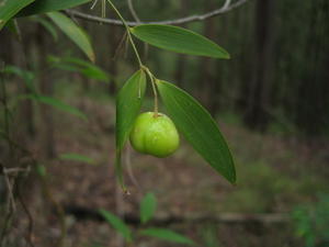 Eustrephus latifolius unripe fruit