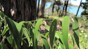 Eustrephus latifolius flowers