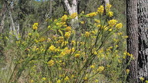 Phyllota phylicoides plant shape