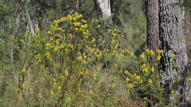 Phyllota phylicoides plant shape