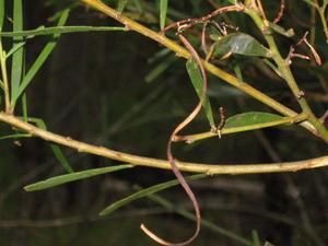 Acacia longissima seed pod