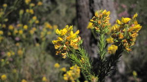 Phyllota phylicoides terminal flowers