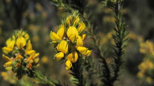 Phyllota phylicoides all yellow flowers