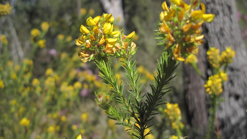 Phyllota phylicoides