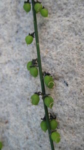 Sphaerolobium vimineum globular fruit