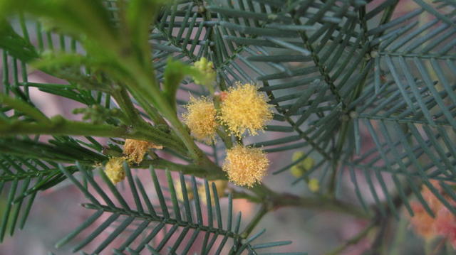 Acacia decurrens flowers