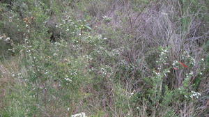 Leptospermum polygalifolium subsp cismontanum is low growing in heath