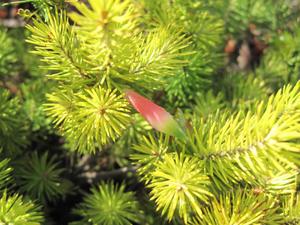 Astroloma pinifolium flower