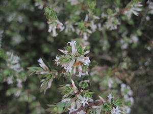 Brachyloma daphnoides long tubular flowers