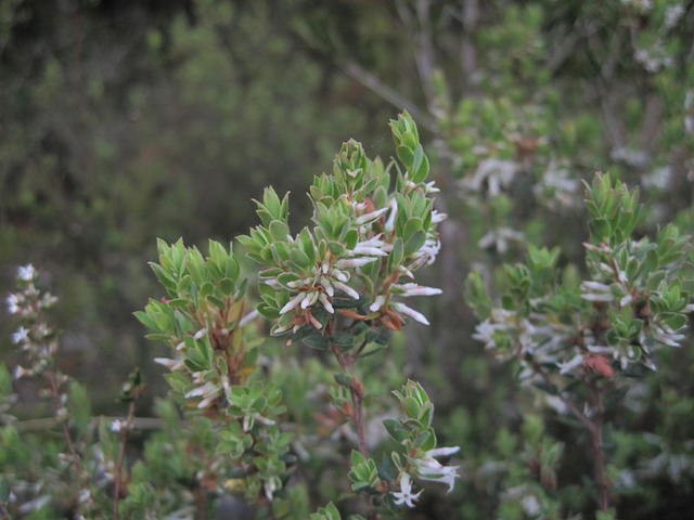 Brachyloma daphnoides buds