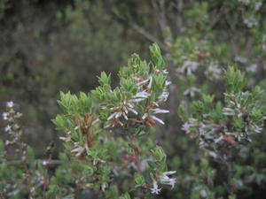 Brachyloma daphnoides buds