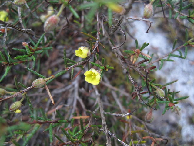 Hibbertia acicularis long stemmed buds