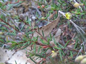 Hibbertia acicularis prickly leaves