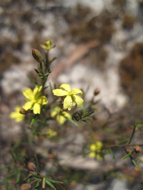 Hibbertia acicularis flowers