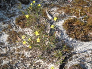 Hibbertia acicularis plant shape