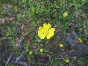 Hibbertia linearis flower