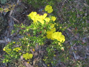 Hibbertia linearis abundant flowers