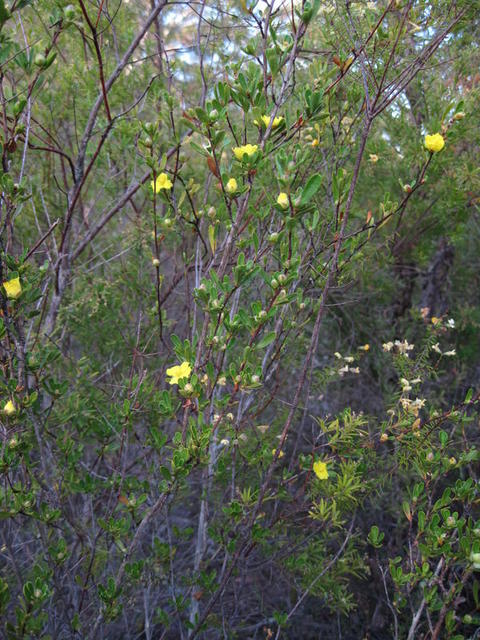 Hibbertia linearis plant shape