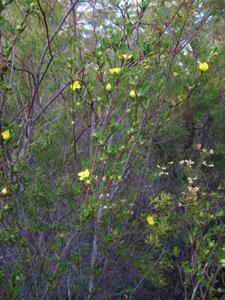 Hibbertia linearis plant shape