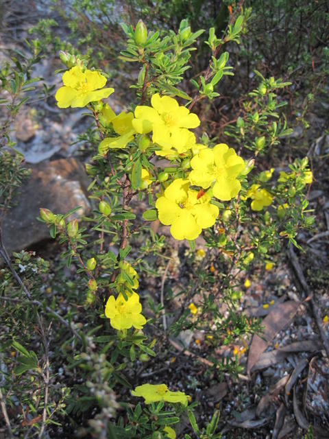 Hibbertia linearis abundant flowers