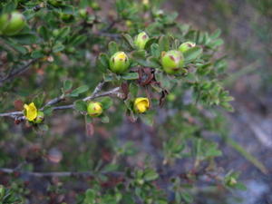 Hibbertia linearis buds