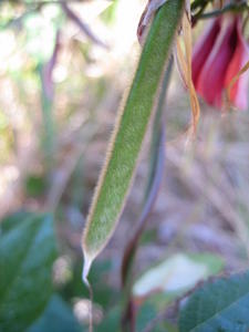 Kennedia rubicunda velvety pod