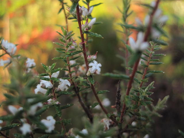 Leucopogon ericoides fringed flower