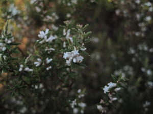 Leucopogon ericoides flowers