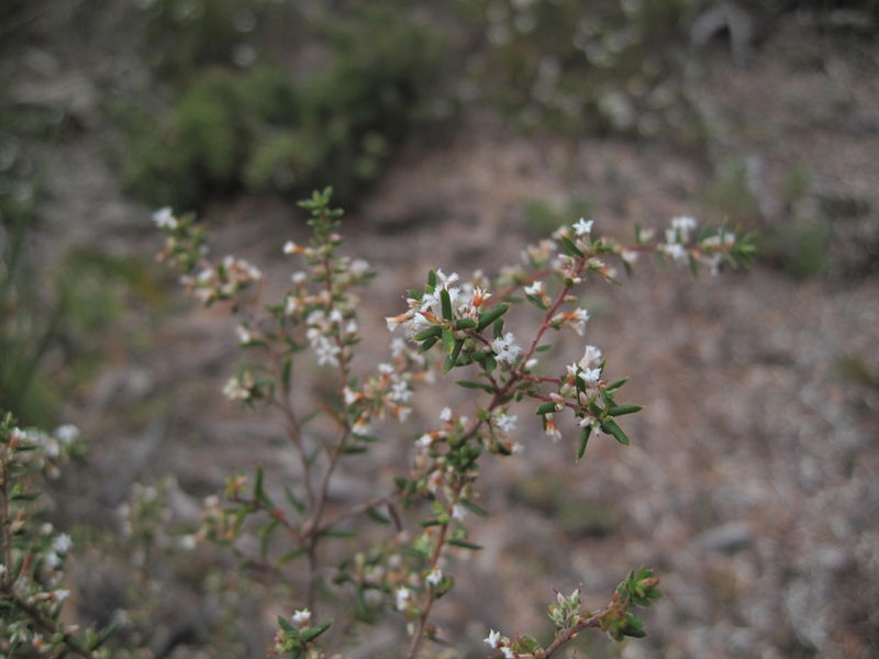 Leucopogon ericoides branch