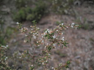 Leucopogon ericoides branch