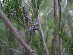 Melaleuca armillaris tiny fruit