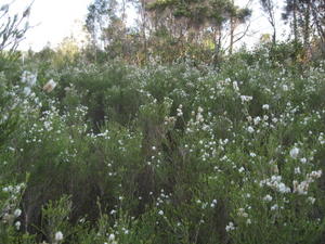 Melaleuca armillaris shrubs in flower