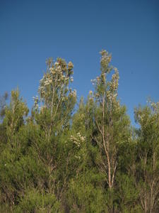 Melaleuca armillaris trees