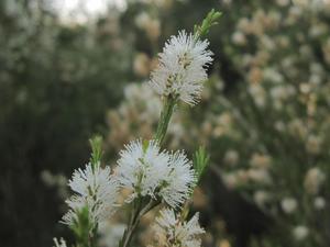 Melaleuca armillaris brush flower