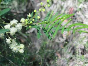 Acacia  parramattensis branch