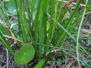 Carex appressa leaves