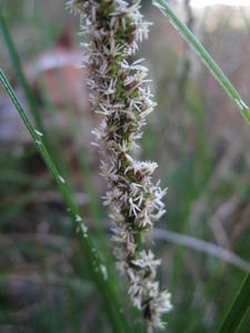 Carex appressa spiral spikelets along stem