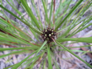 Gahnia aspera nuts